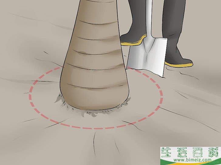 怎么移植棕榈树