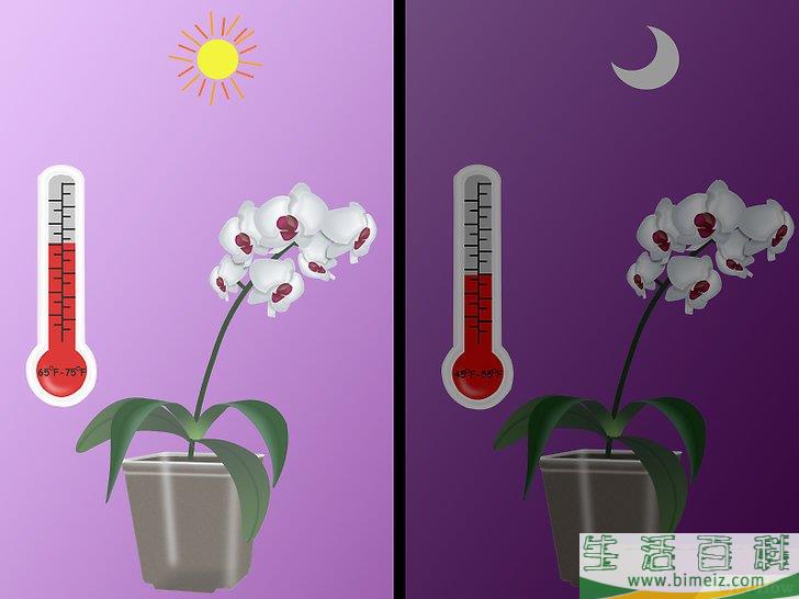 怎么种植兰花