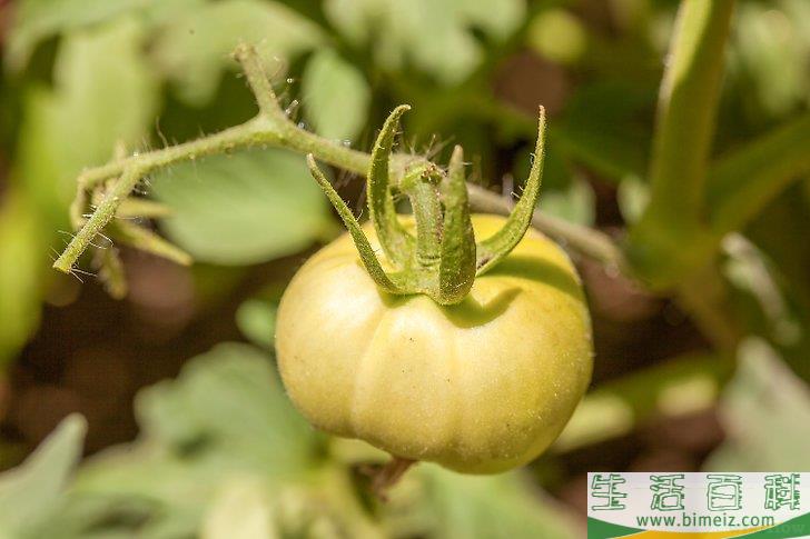 怎么采摘番茄