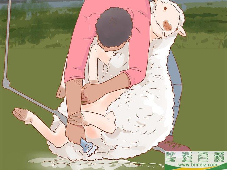 怎么修剪羊毛