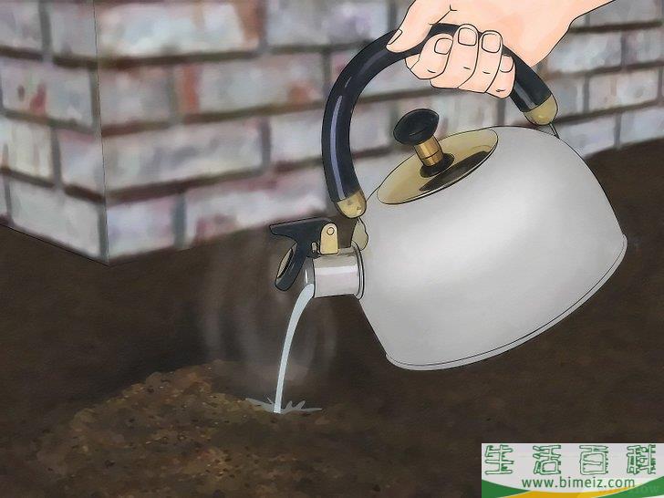 怎么不用杀虫剂消灭蚂蚁
