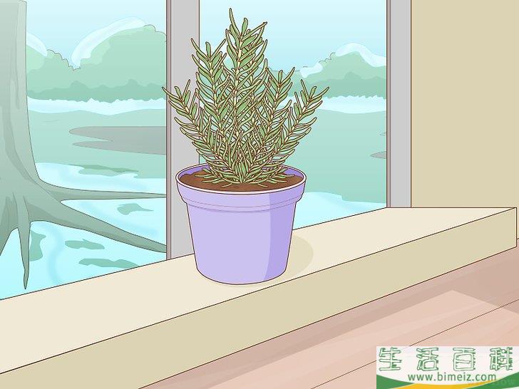 怎么种植迷迭香