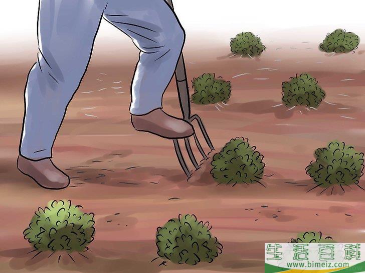怎么种花生