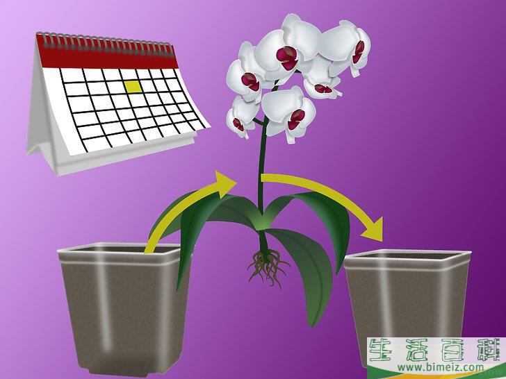 怎么种植兰花
