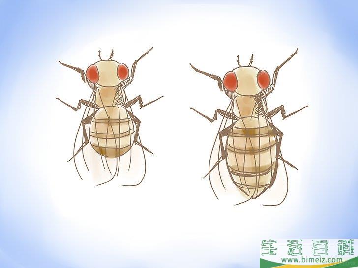 怎么去除果蝇
