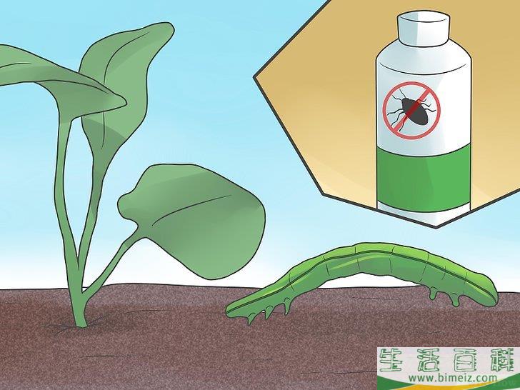 怎么种植花椰菜