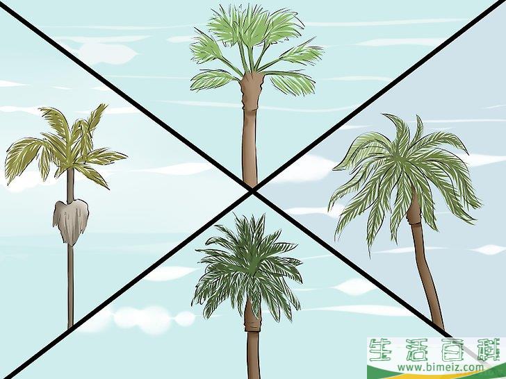 怎么移植棕榈树