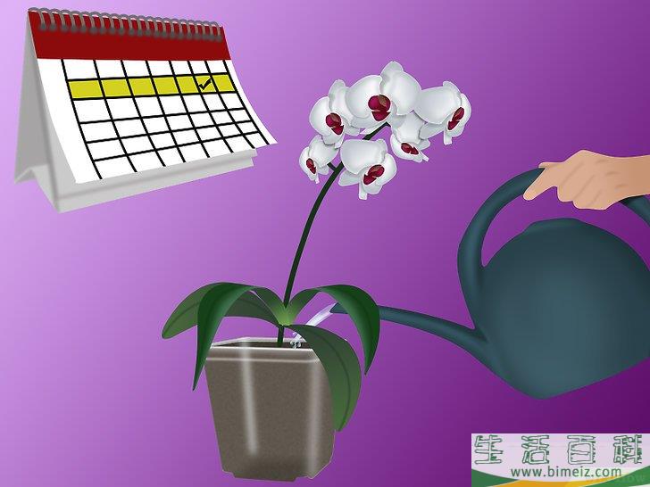 怎么种植兰花