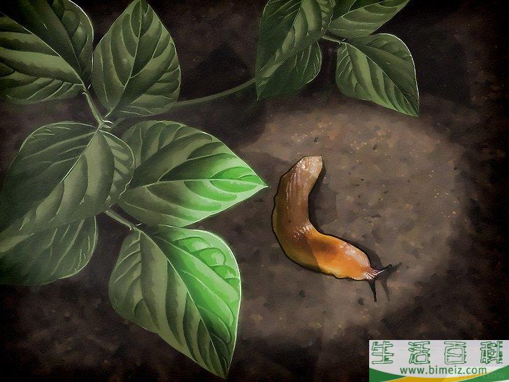怎么清除蛞蝓（无壳蜗牛）