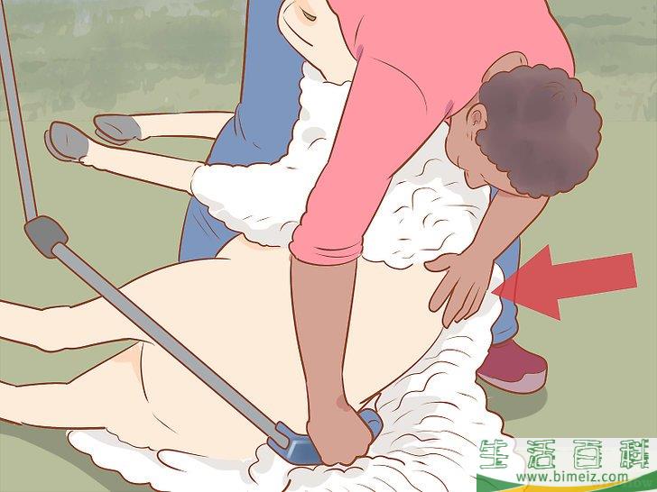 怎么修剪羊毛