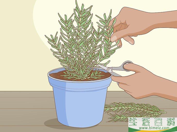 怎么种植迷迭香