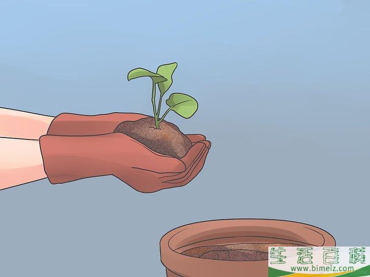 怎么种植花椰菜