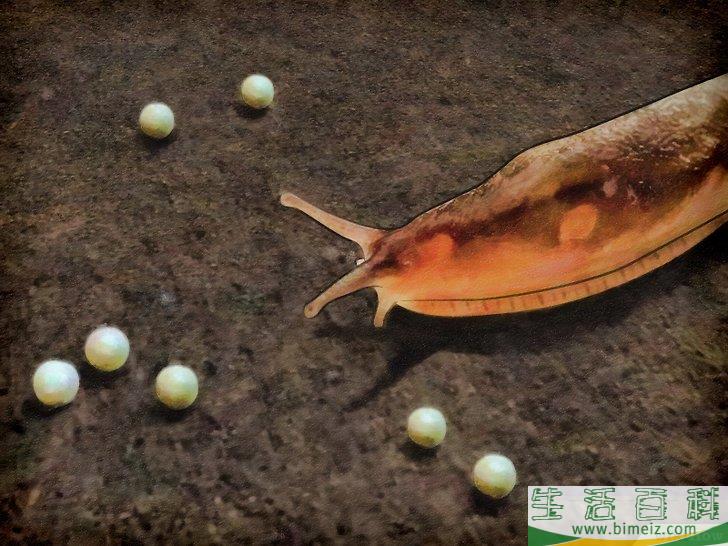 怎么清除蛞蝓（无壳蜗牛）