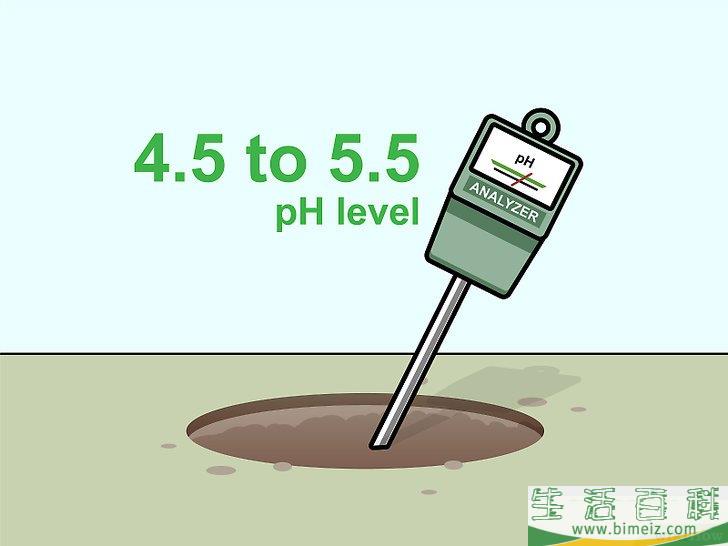 怎么照料栀子花