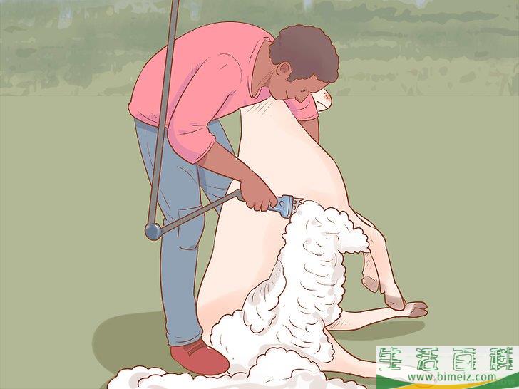 怎么修剪羊毛