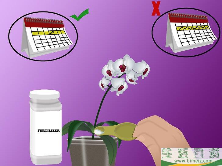 怎么种植兰花