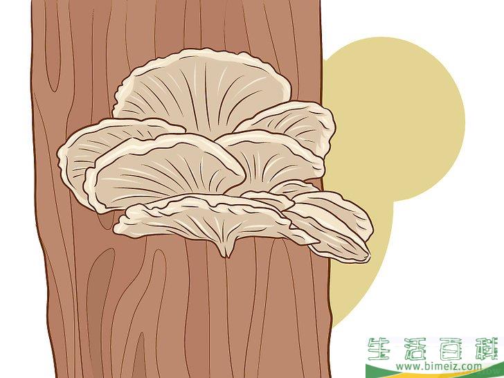 怎么种植食用菌