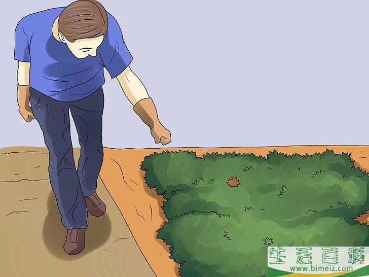 怎么移除常春藤植物