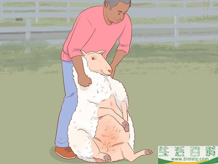 怎么修剪羊毛