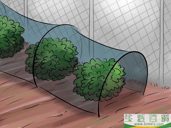 怎么种花生