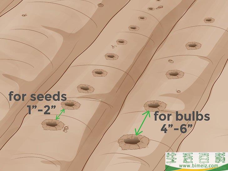 怎么种植洋葱