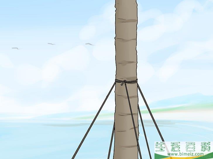 怎么移植棕榈树