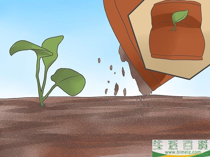 怎么种植花椰菜