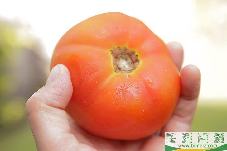 怎么采摘番茄