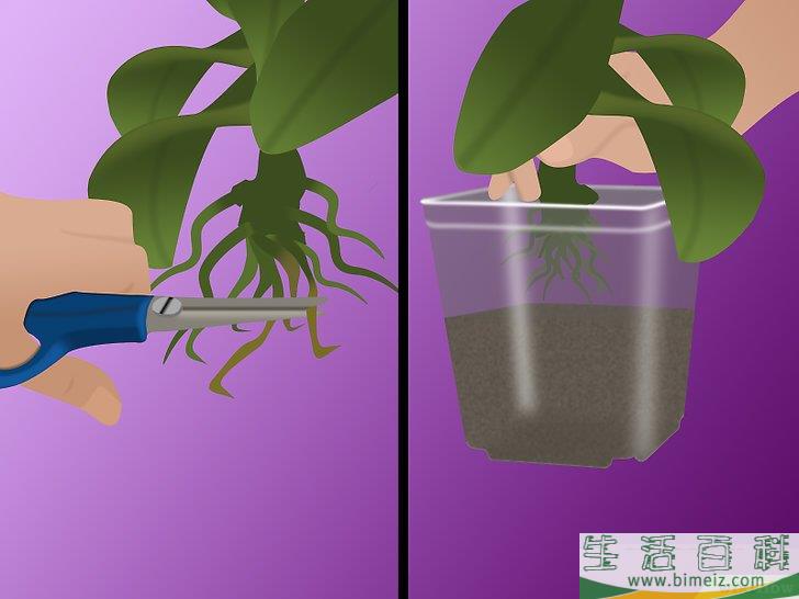 怎么种植兰花