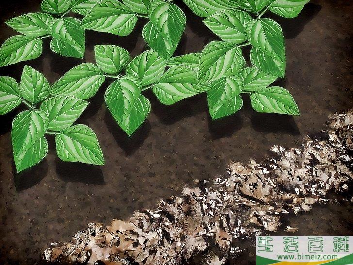 怎么清除蛞蝓（无壳蜗牛）