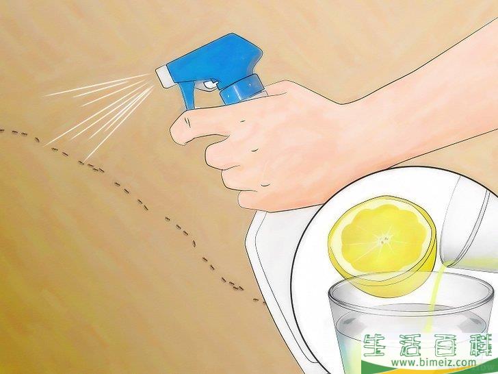 怎么不用杀虫剂消灭蚂蚁