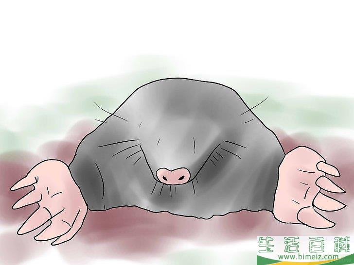 怎么杀死鼹鼠
