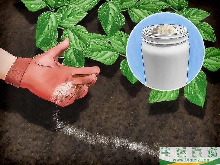 怎么清除蛞蝓（无壳蜗牛）
