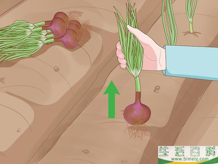 怎么种植洋葱