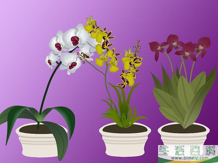 怎么种植兰花