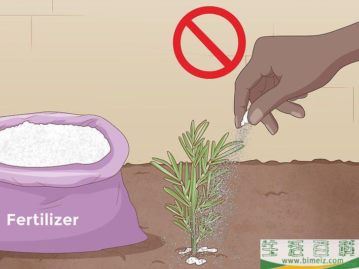 怎么种植迷迭香