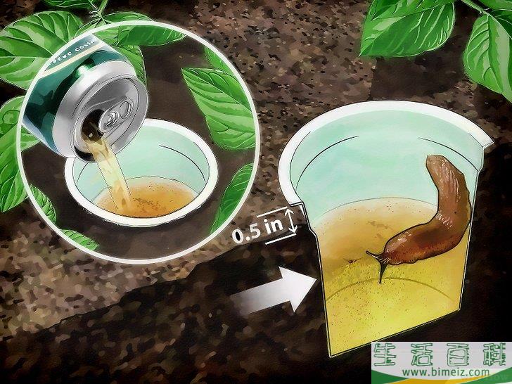 怎么清除蛞蝓（无壳蜗牛）