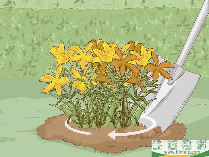 怎么分栽百合花