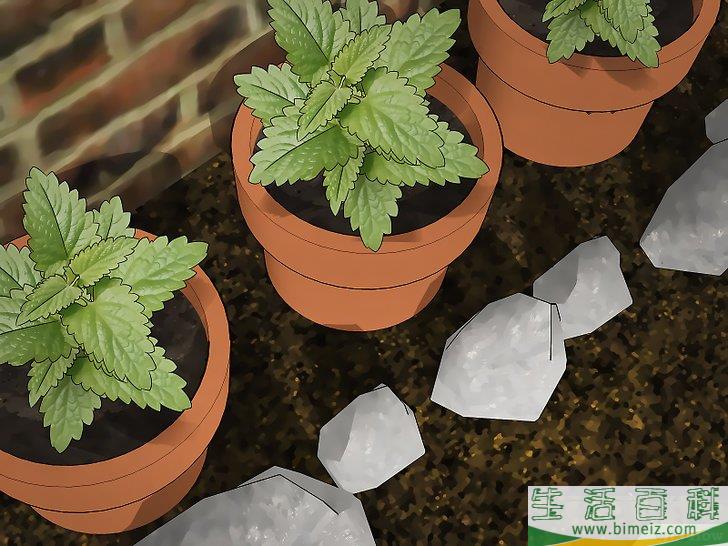 怎么不用杀虫剂也能消灭蚂蚁和蟑螂