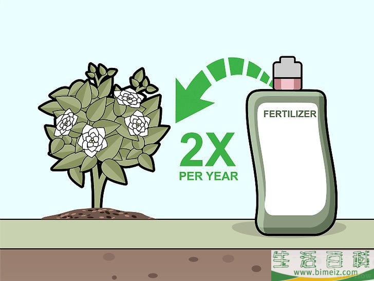 怎么照料栀子花