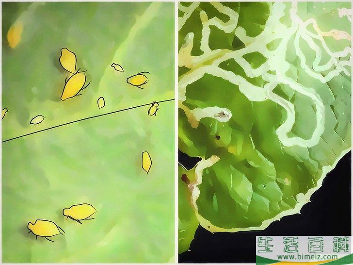 怎么种植甜瓜