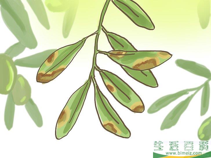 怎么种橄榄