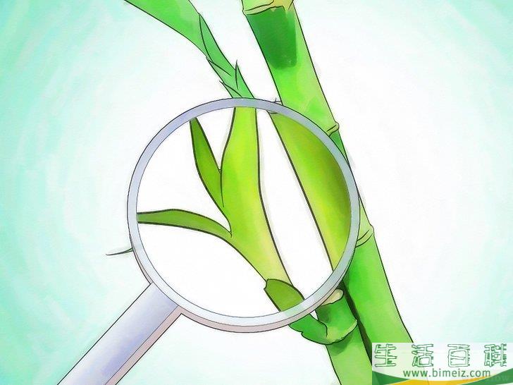 怎么栽种富贵竹