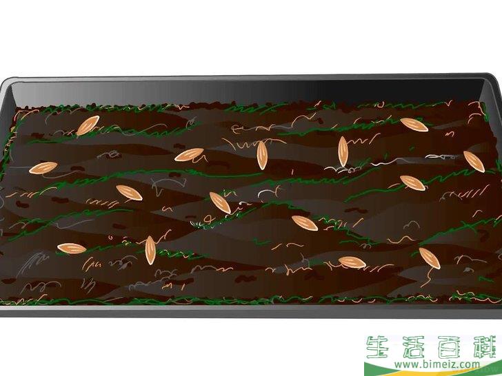 怎么种植生菜