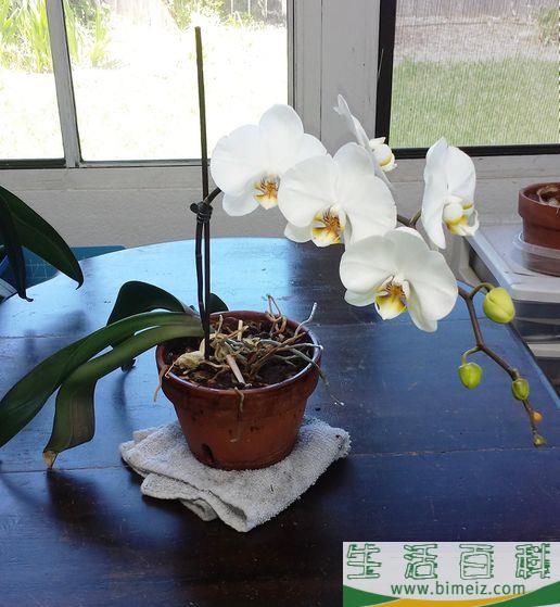 怎么让兰花再次绽放