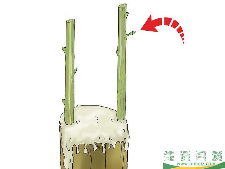 怎么嫁接树