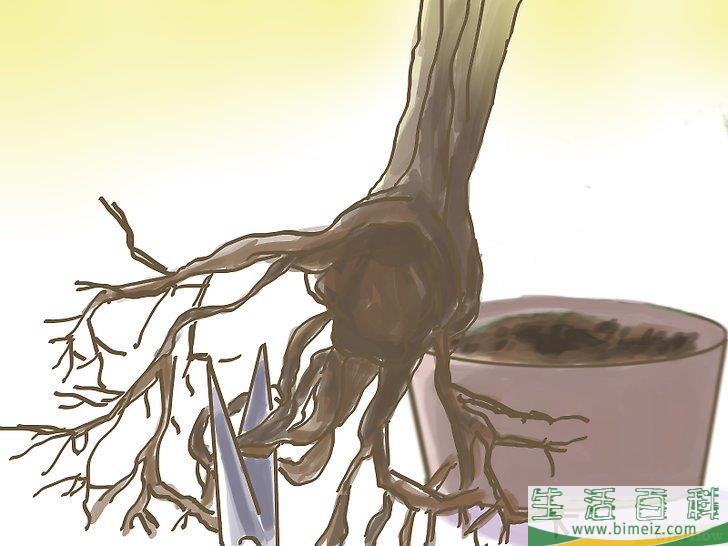 怎么种橄榄