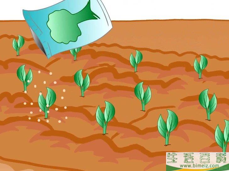 怎么种植生菜