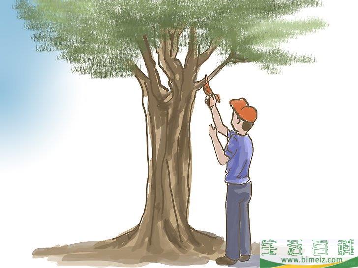 怎么种橄榄