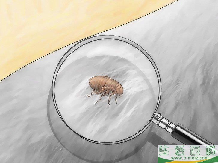 怎么消灭地毯里的跳蚤